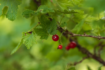 Obraz premium Red currant berries on a bush in a forest with green background and shallow depth of field. 