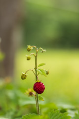 Close up of a single wild strawberry / wood strawberry on a small bush in a forest. With shallow depth of field. 