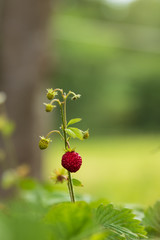 Close up of a single wild strawberry / wood strawberry on a small bush in a forest. With shallow depth of field. 