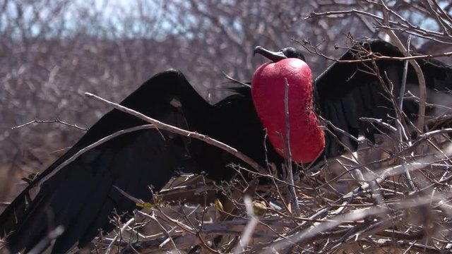 Frigatebird on Galapagos islands. Magnificent Frigate-bird on North Seymour Island. Male frigate bird with inflated red neck gular pouch (thoat sac) and wings spread out attracting females.