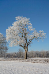 Snow Covered Trees In North Germany