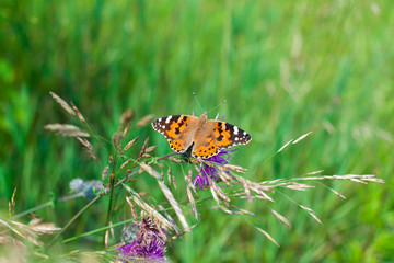 Painted lady butterfly on blooming purple thistle flower close up top view, Vanessa cardui on blurred green grass background macro, beautiful bright orange butterfly on summer sunny field, copy space