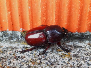 Big brown beetle. Very huge insect