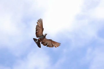 Pigeon flying in the sky, The freedom concept