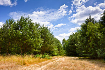 Summer landscape with clouds and trees