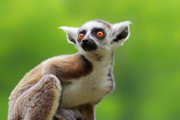 Obraz premium Baby ring-tailed lemur