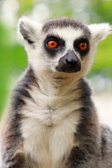 Face adult ring-tailed lemur