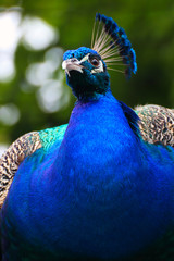 Obraz premium Portrait peafowl, portrait peacock