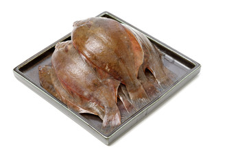 Psetta maxima (Turbot Fish) isolated on white background 