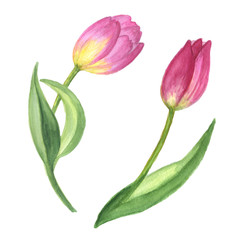 Obraz premium Purple tulip floral botanical flower. Watercolor background illustration set. Isolated flowers illustration element.