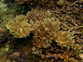 Naklejka na ściany i meble Beautiful coral found at coral reef area at tioman island, Malaysia