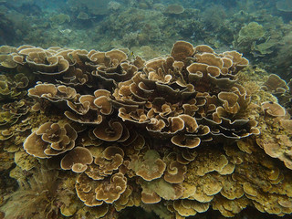 Beautiful coral found at coral reef area at tioman island, Malaysia © MuhammadHamizan