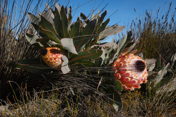 Queen protea (aka protea magnifica) with two flower heads in bloom close to the ground in the...