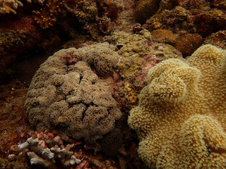 Fototapeta premium Beautiful coral found at coral reef area at tioman island, Malaysia