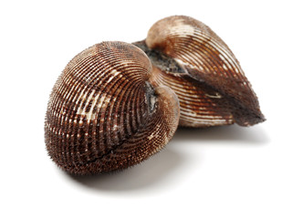 scapharca subcrenata on white background