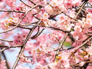 Cherry blossoms