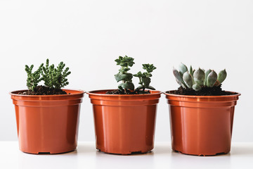 various cactus and succulent plants in  pots
