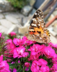 butterfly on flower2