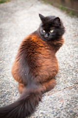 A black and brown cat sits on a concrete driveway