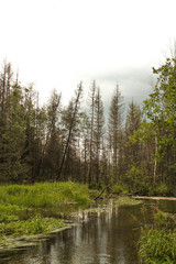 Fototapeta na wymiar wild river in the forest