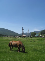 Plakat horse grazing in the Alai meadow