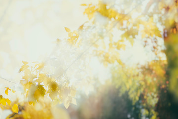 Fresh yellow fall tree foliage on bokeh background with sparkles and sun beams