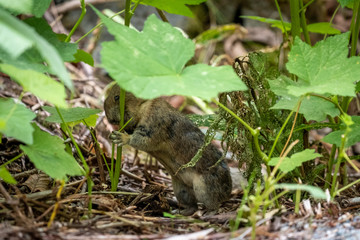 Mountain Pika foraging for food among rocks