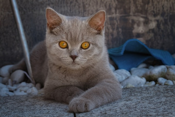 Obraz na płótnie Canvas Graues Britisch Kurzhaar Kitten liegt entspannt auf Steinen