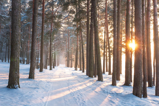 Winter forest. Idyllic winter landscape in sunlight. Sunny forest