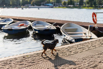 Little Dog on the shore of the city pond near the boat station.
