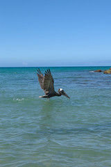 Pelican at the beach