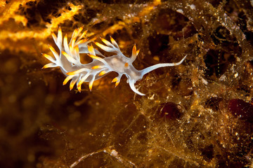 Sea slug Luisella babai an aeolid nudibranch, a marine gastropod mollusc in the family Samlidae
