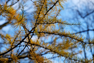 Larch in autumn