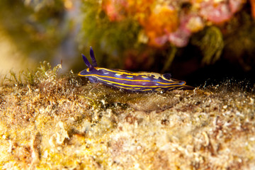 Hypselodoris fontandraui, Felimare fontandraui, is a species of colourful dorid nudibranch, a type of sea slug, in the family Chromodorididae