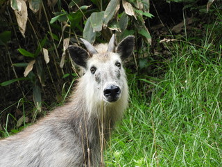 二ホンカモシカ