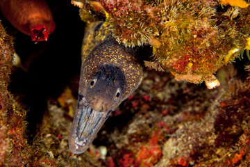 The Mediterranean moray sometimes also called Roman eel, Muraena helena