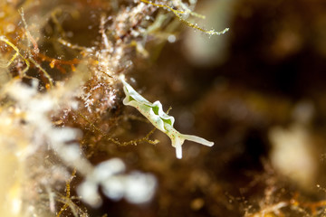 Elysia timida is a species of sacoglossan sea slug, a marine opisthobranch gastropod mollusk