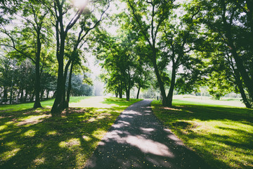 Lawn and road in the park