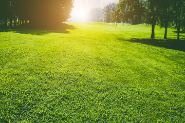 Lawn and trees in the park