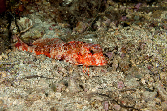 Streaked gurnard, Trigloporus lastoviza, Dalmatia, Croatia