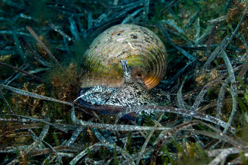 Giant tun, is a species of marine gastropod mollusc in the family Tonnidae also known as the tun shells, Tonna galea