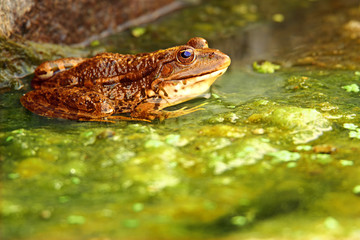 Brown frog in the middle of the river mud
