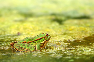 Green frog in the middle of the river mud, back view