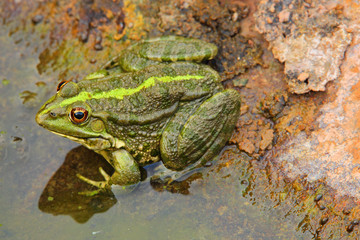 Grenouille rivière rocher