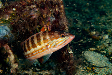Naklejka na ściany i meble The comber (Serranus cabrilla) is a species of fish in the family Serranidae