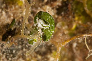 Elysia timida is a species of sacoglossan sea slug, a marine opisthobranch gastropod mollusk