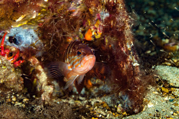 The comber (Serranus cabrilla) is a species of fish in the family Serranidae