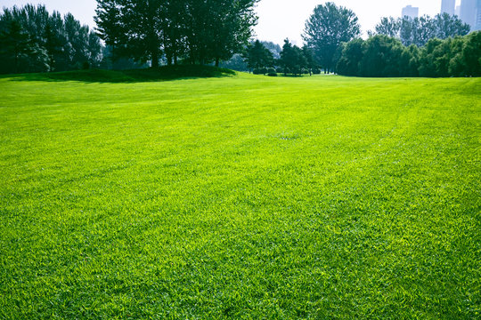Lawn and trees in the park