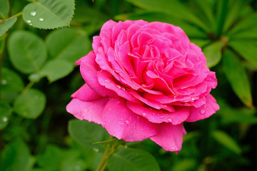 Pink Rose flower with raindrops on background green foliage in garden on summer day