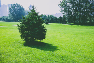 Lawn and trees in the park